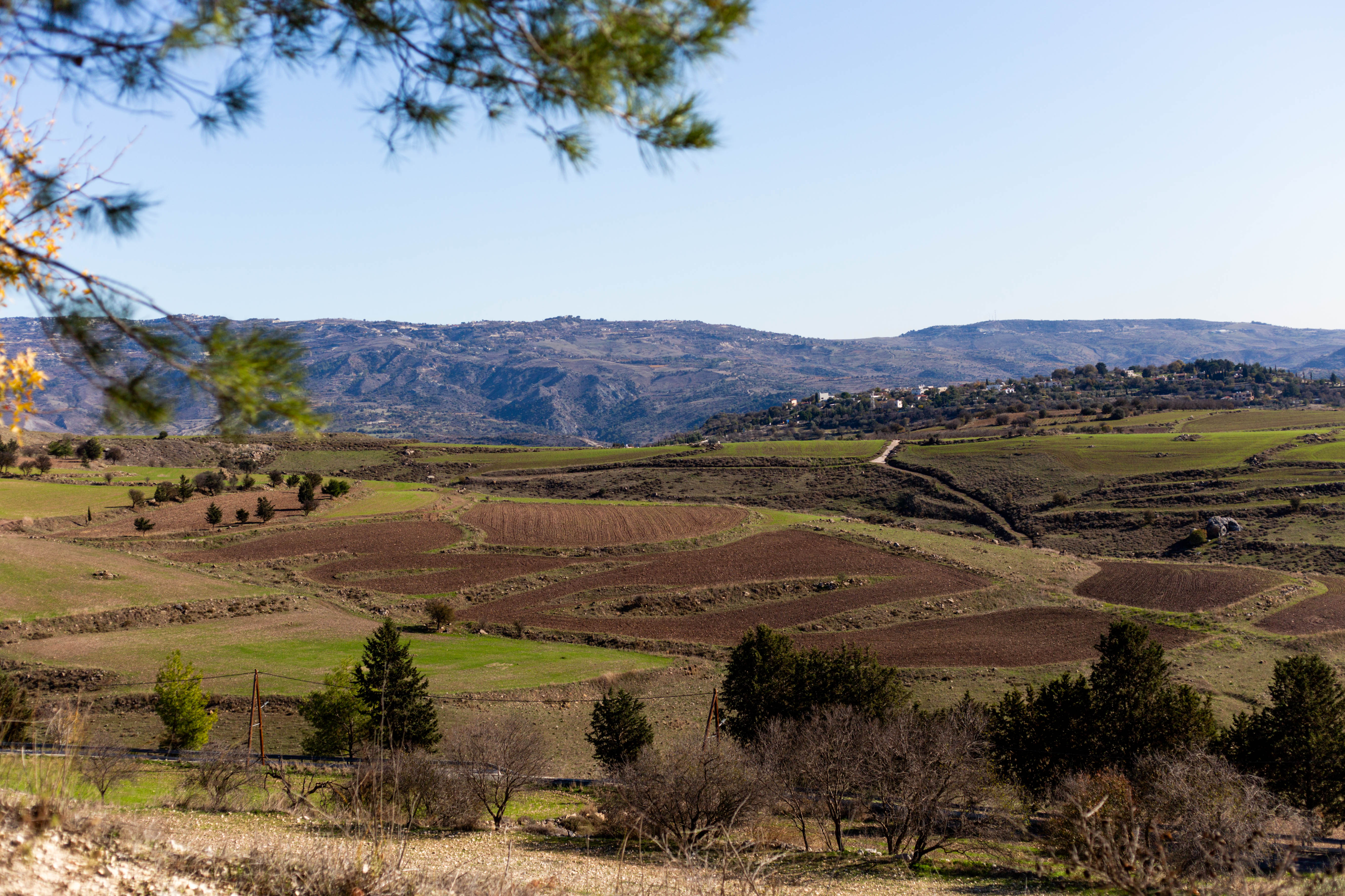 Agricultural Land in Agios Dimitrianos 